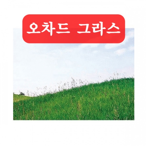 (아시아종묘/잔디씨앗종자) 오차드 그라스(kg)