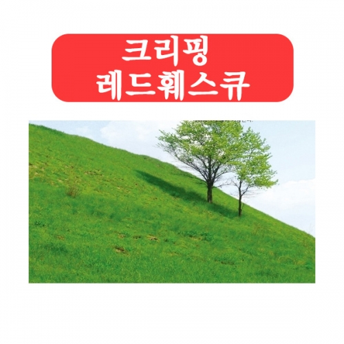 (아시아종묘/잔디씨앗종자) 크리핑 레드훼스큐(kg) C27