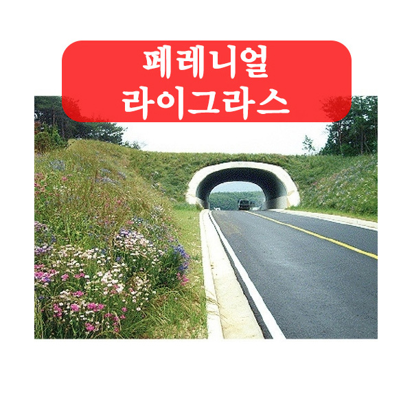 (아시아종묘/잔디씨앗종자) 페레니얼 라이그라스(kg)