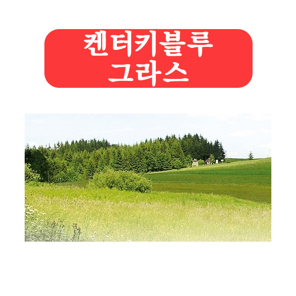 (아시아종묘/잔디씨앗종자) 켄터키블루 그라스(kg) C27