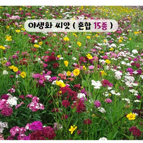 (아시아종묘/야생화씨앗 혼합종자)야생화 15종 모음(100g)