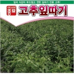 아시아종묘 고추씨앗종자 고춧잎 고추잎따기 (100g, 1kg) 일반