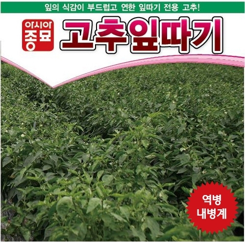 아시아종묘 고추씨앗종자 고춧잎 고추잎따기 (100g, 1kg) 역병내병계