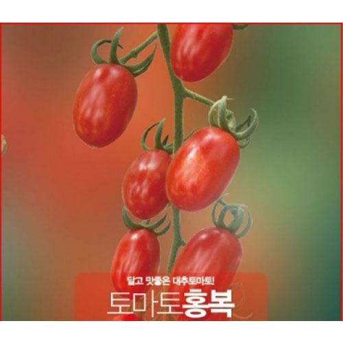 아시아종묘 토마토씨앗종자 홍복 토마토 (100립,1000립) 대추방울