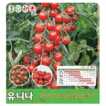 아시아종묘 토마토씨앗종자 유니나 (100립) 방울토마토