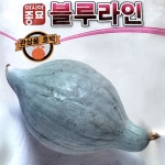 (아시아종묘/관상용호박씨앗종자) 블루라인 호박(10립,100립)