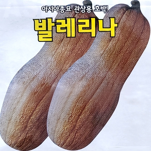 (아시아종묘/관상용호박씨앗종자) 발레리나 호박(10립)