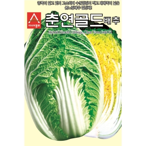 아시아종묘/배추씨앗종자 춘연골드 배추 (2000립)