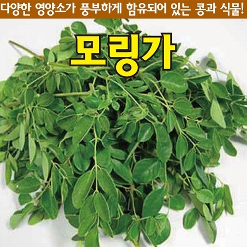 아시아종묘/모링가씨앗종자 모링가 (5g-약15립)