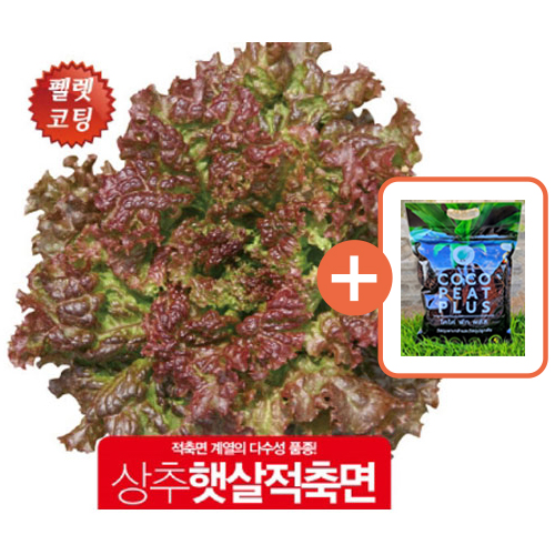 아시아종묘 씨앗 상추 햇살적축면 펠렛 1000립 + 코코피트 플러스 5L