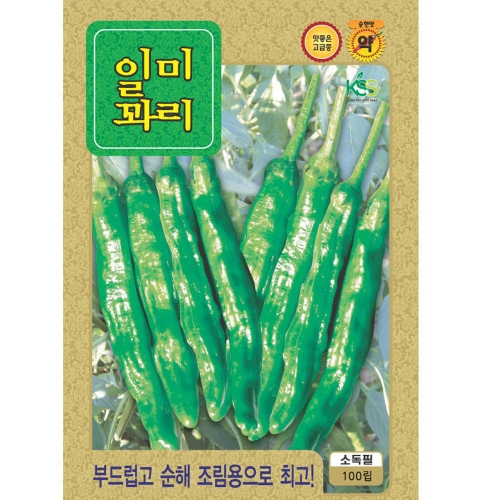 일미 꽈리고추씨앗 100립