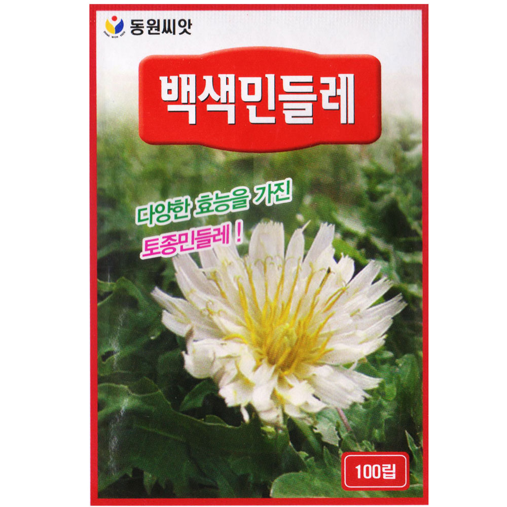 백색민들레씨앗 100립