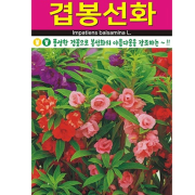 겹봉선화 씨앗 100립 겹꽃 봉선화 종자