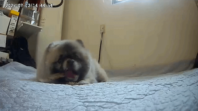 2025_07_12 15_18(1).gif