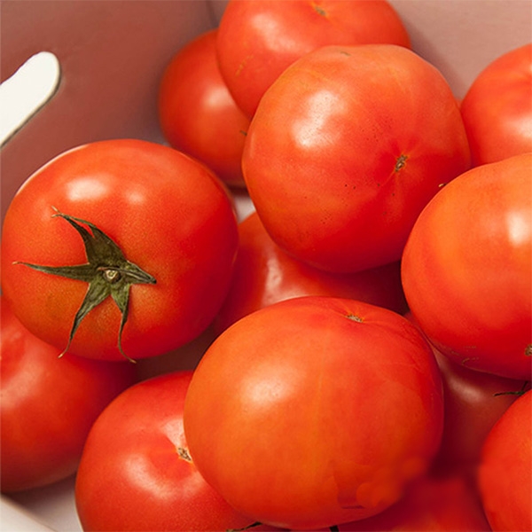 [프레시팜] 국산과일류 완숙 토마토 1번사이즈 5kg 내외 1박스