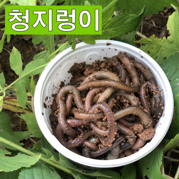 파란낚시 산지렁이/청지렁이/갯지렁이/일반지렁이 장어 낚시용미끼 살아있는지렁이 친환경지렁이 학습용