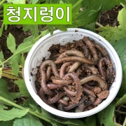 파란낚시 산지렁이/청지렁이/갯지렁이/일반지렁이 장어 낚시용미끼 살아있는지렁이 친환경지렁이 학습용