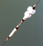 황태자(특수찌) 파워라이징2-알파