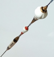 황태자(특수찌)챔피언-브라보