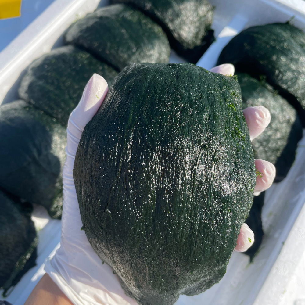 [남도드림] 아빠 '햇' 매생이(급냉)120g (5개, 10개)