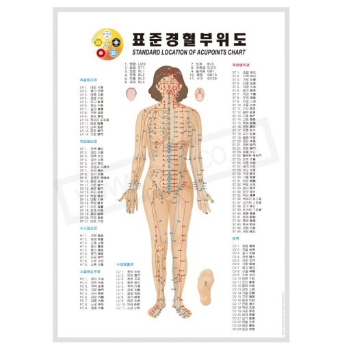 표준경혈부위도 정면도