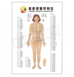 표준경혈부위도 정면도