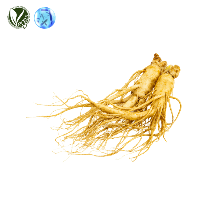 락토바실러스/인삼뿌리발효여과물 (Lactobacillus/Panax Ginseng Root Ferment Filtrate)