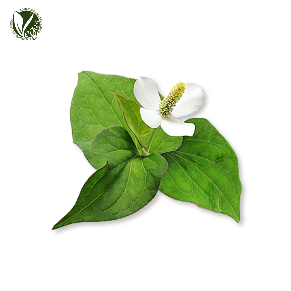 어성초추출물(Houttuynia Cordata Extract)