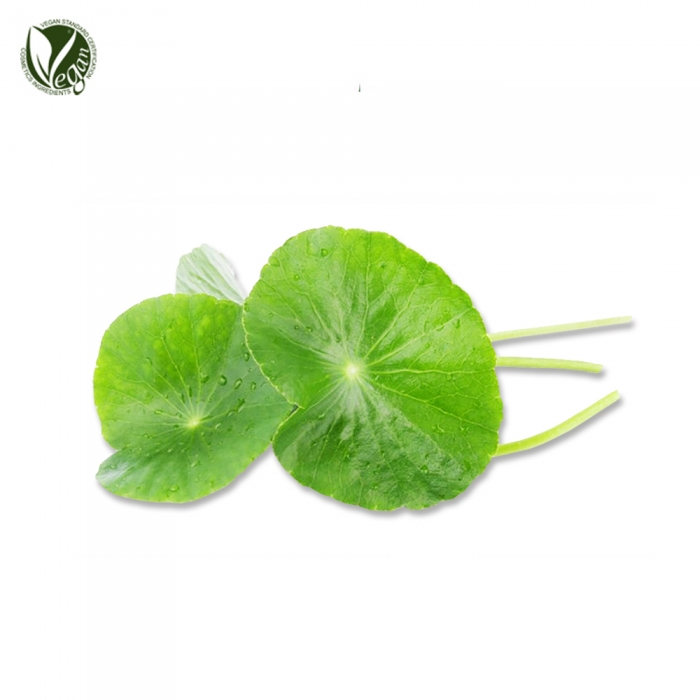 병풀추출물(Centella Asiatica Extract)