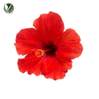 히비스커스꽃추출물(Hibiscus Sabdariffa Flower Extract)