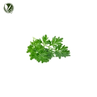 쑥잎추출물 (Artemisia Princeps Leaf Extract)