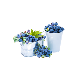블루베리추출물(Vaccinium Angustifolium(Blueberry) Fruit Extract)