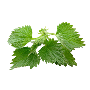 쐐기풀추출물(Urtica Dioica (Nettle) Extract)