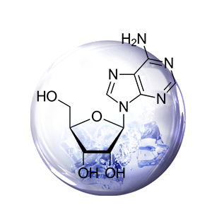 아데노신 (Adenosine)