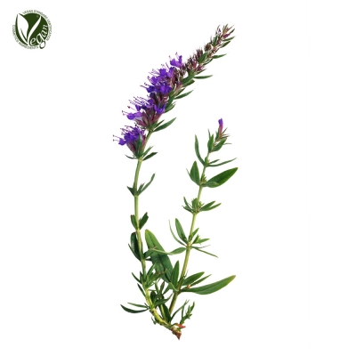 히솝추출물(Hyssopus Officinalis Extract)