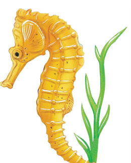 해마추출물(Seahorse Extract)