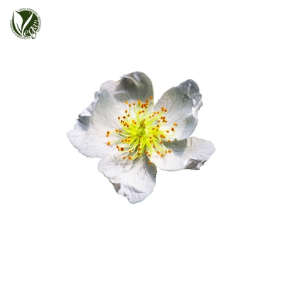 찔레꽃추출물(Rosa Mulitiflora Extract)