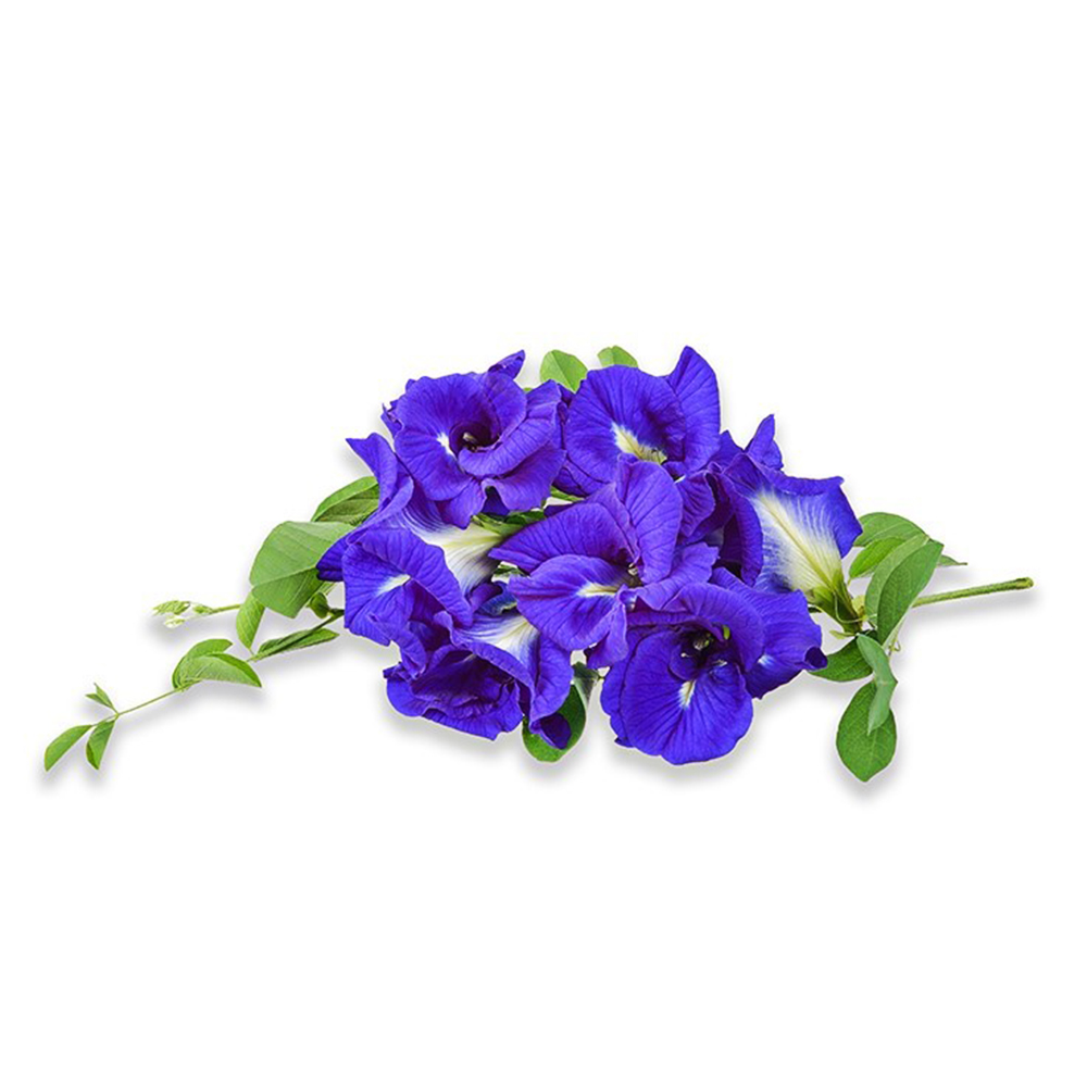 나비콩꽃추출물(Clitoria Ternatea Flower Extract)