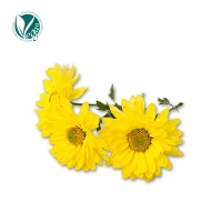 감국꽃추출물 ( Chrysanthemum Indicum Flower Extract )