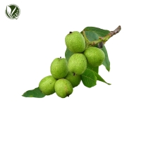 호두나무(Juglans Regia(Walnut) Seedcoat Extract)