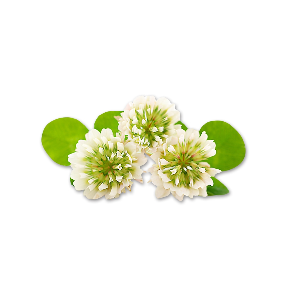 네잎클로버추출물( Trifolium Repens Extract )