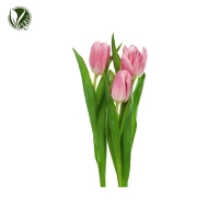 핑크튤립추출물(Tulipa Gesneriana Flower Extract)