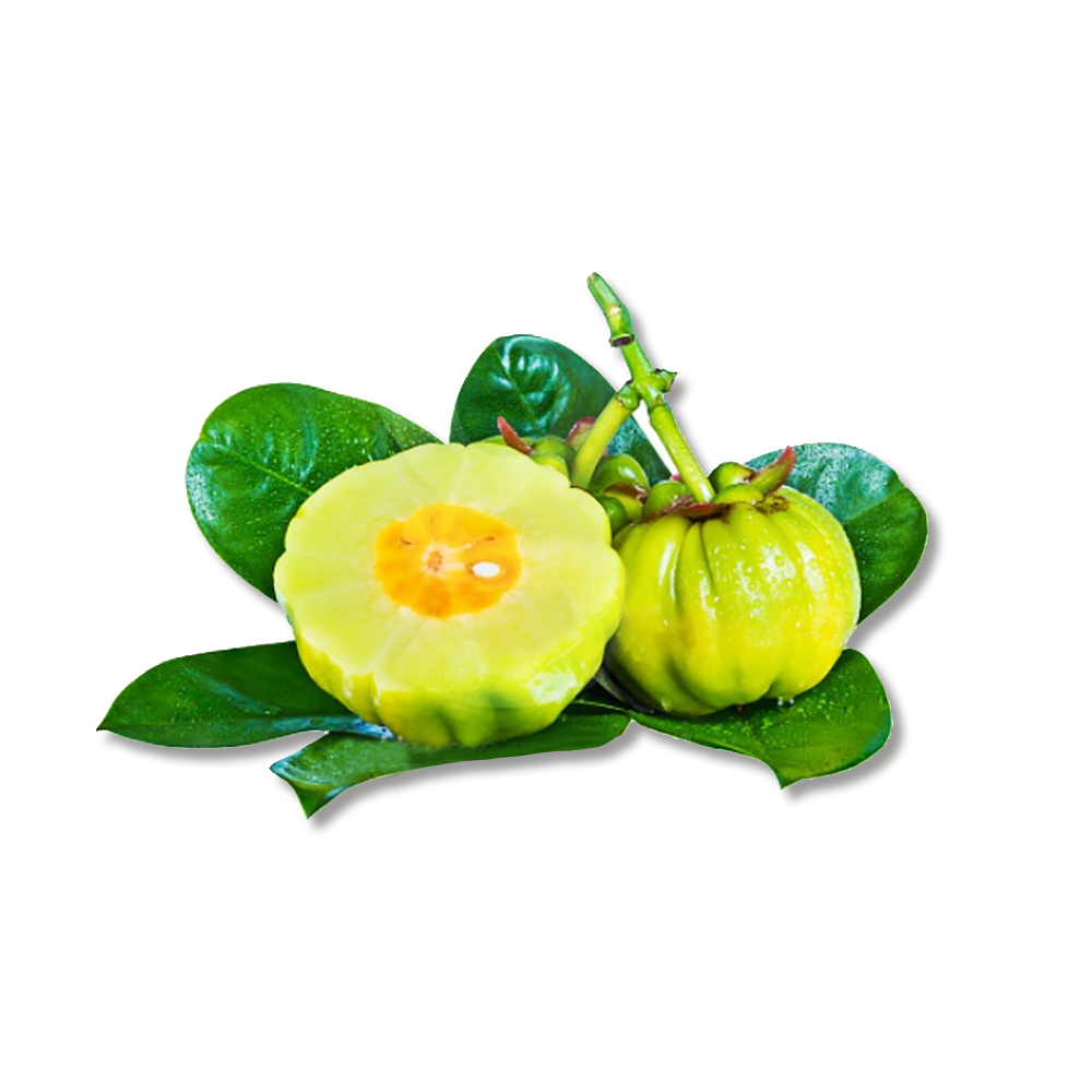 가르시니아열매추출물 ( Garcinia Cambogia Fruit Extract )