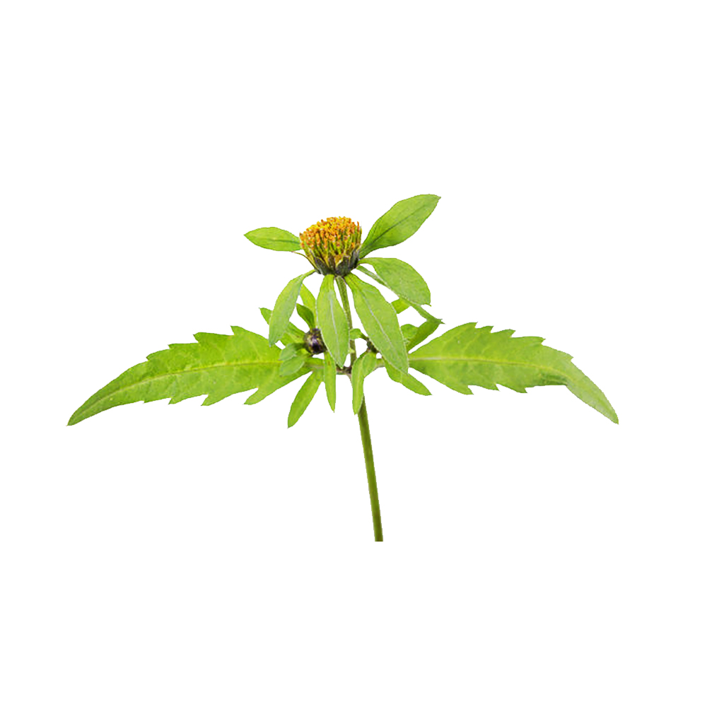 가막사리꽃/잎/줄기추출물 ( Bidens Tripartita Flower/Leaf/Stem Extract )