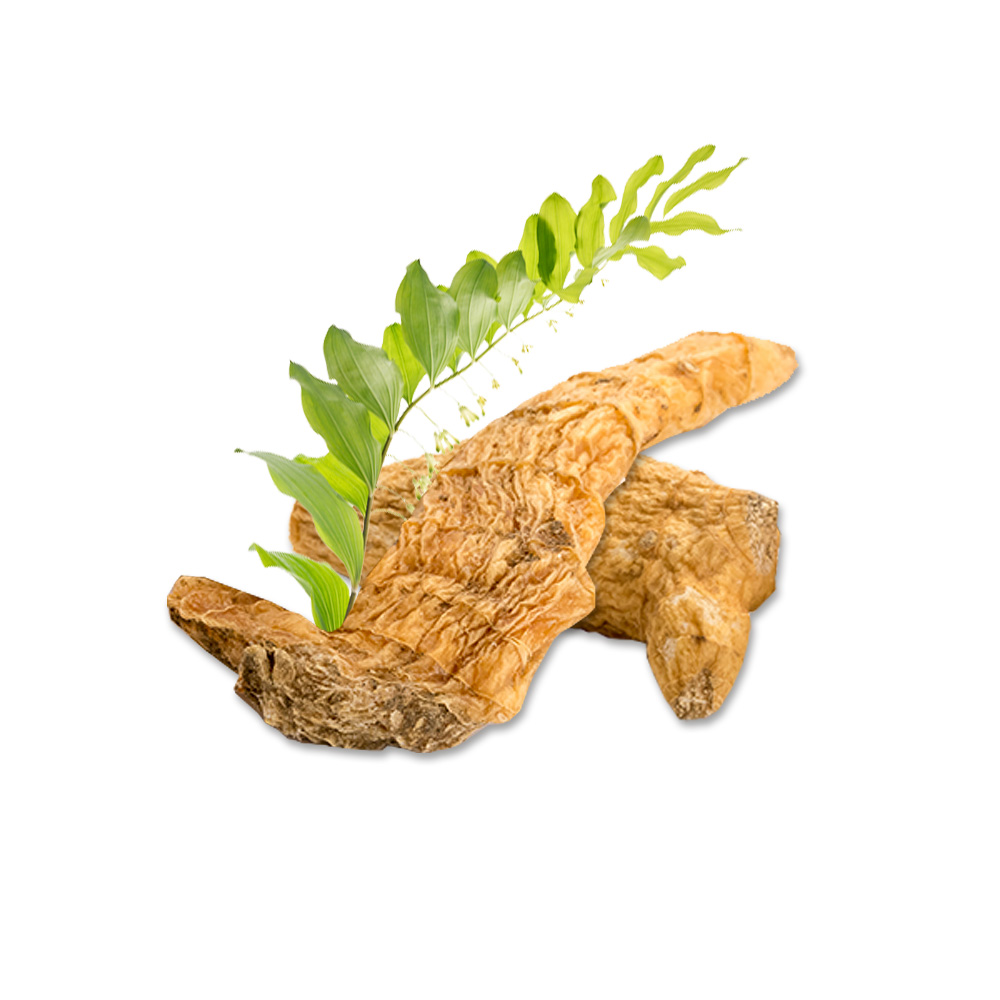 옥죽추출물(각시둥굴레뿌리줄기/뿌리추출물) ( Polygonatum Officinale Rhizome/Root Extract )