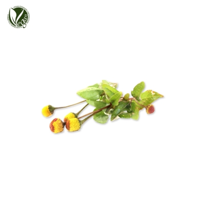 파라크레스꽃추출물 (Spilanthes Acmella Flower Extract)