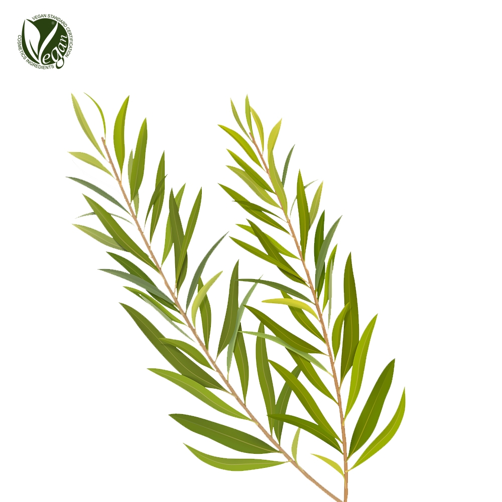 티트리잎수(Melaleuca Alternifolia (Tea Tree) Leaf Water)