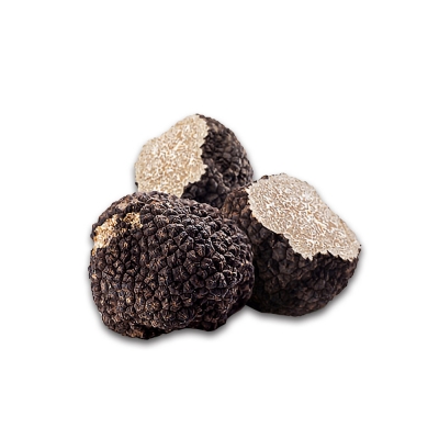 검은서양송로추출물 ( Tuber Melanosporum Extract  )