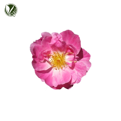 해당화추출물(Rosa Rugosa Flower Extract)