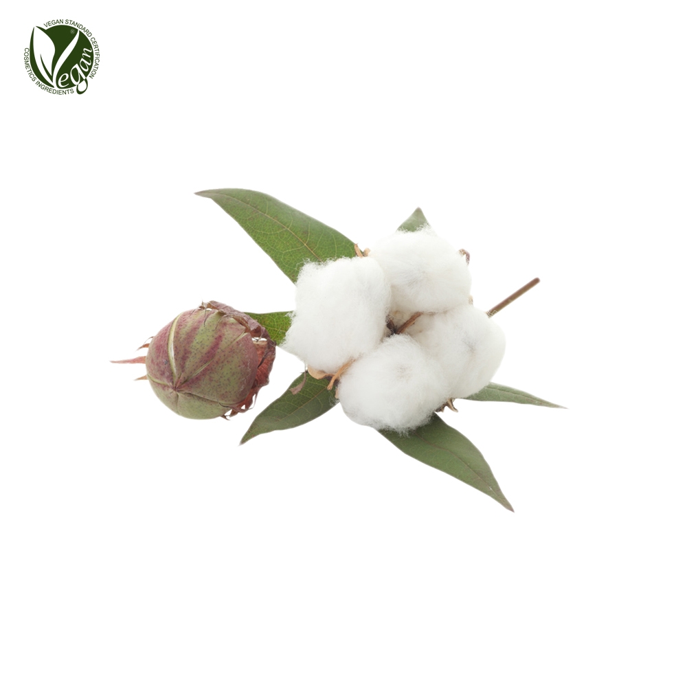 코튼(목화)추출물(Gossypium Herbaceum (Cotton) Extract)